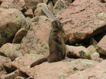 A Marmot on the rocks at 13,750 feet