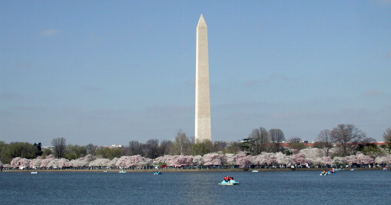 Cherry Blossom Days in DC