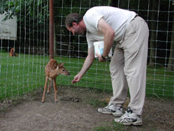 Giving some corn to one of the fawns