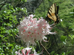 Butterfly on a large bloom of azaleas