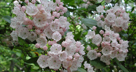 Large group of mountain laurels in bloom